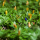 Illustration for article titled First Signs of Spring